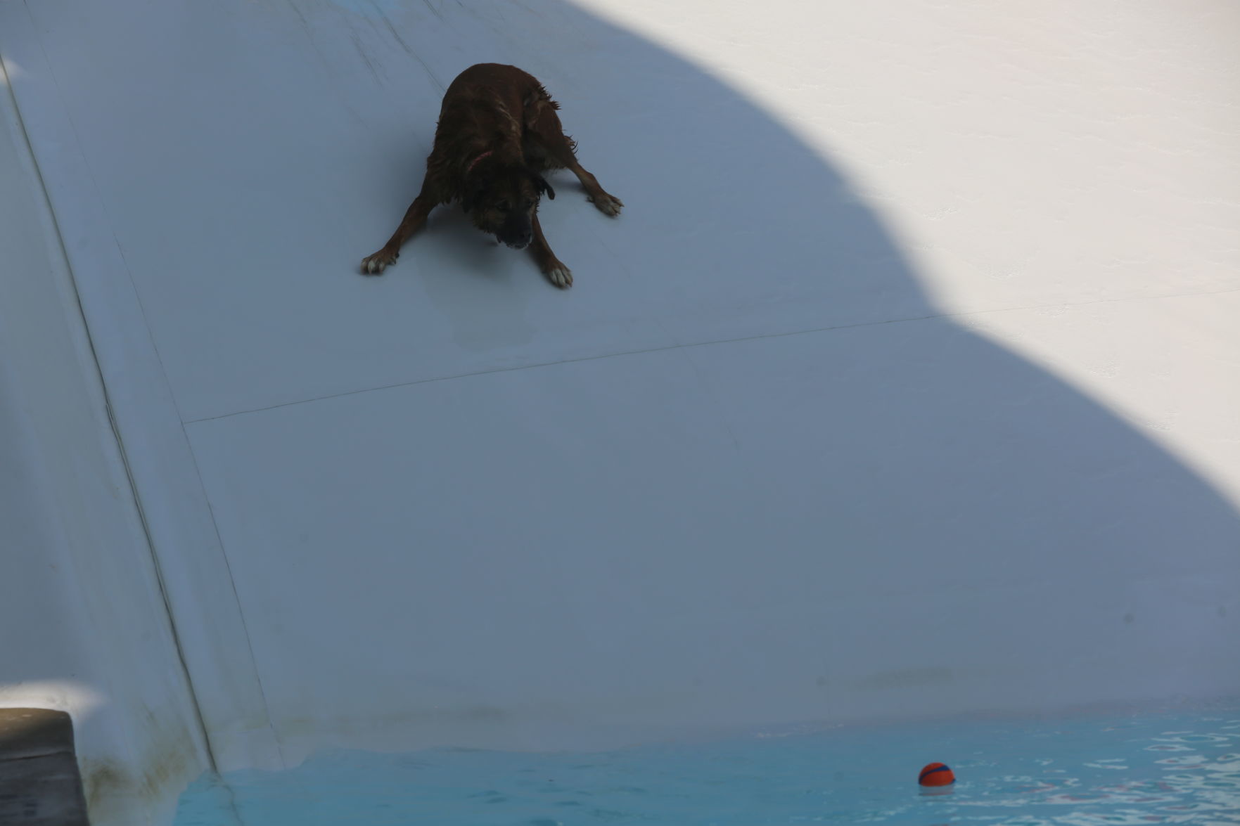 090919_gal_WWdogs (9)